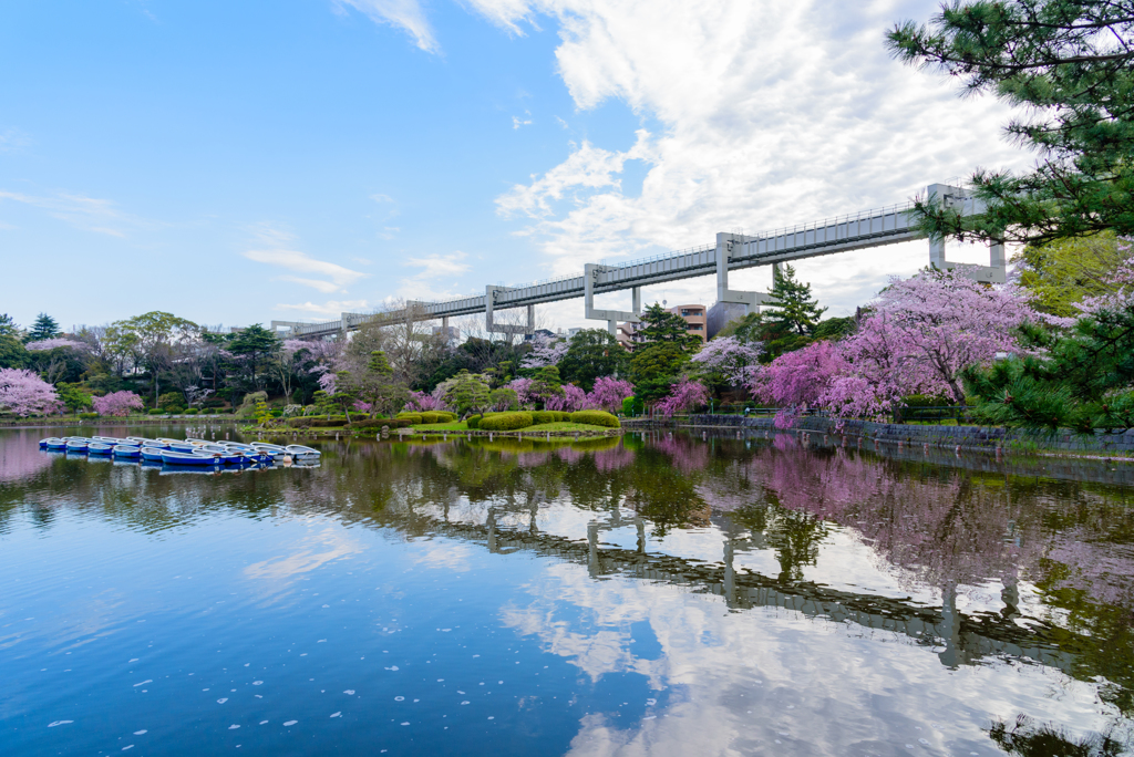 千葉公園の春４