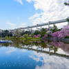 千葉公園の春４