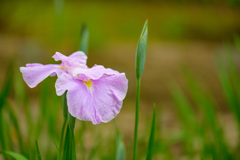 ５月の公園５
