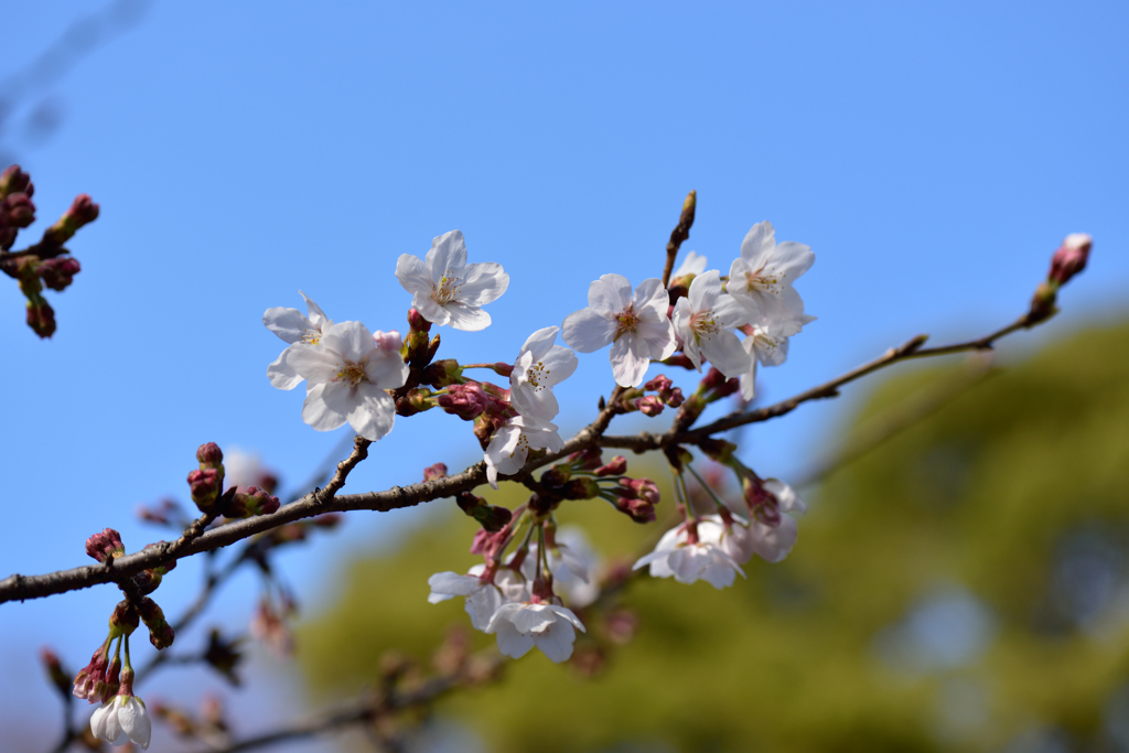 春の進化４