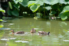 ハス池のカモ３