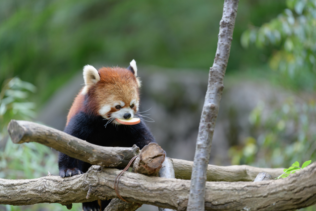 愛しのレッサーパンダ３