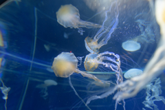 癒しの水族館３