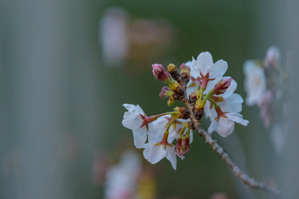 目黒川の桜４