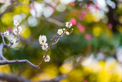 清澄庭園の花３