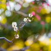 清澄庭園の花３