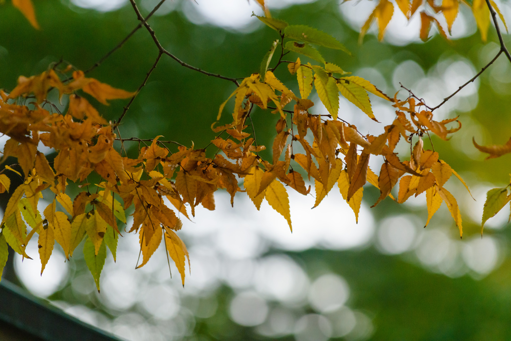 大神宮の紅葉３