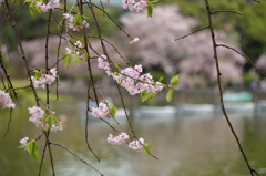 葉桜の季節１