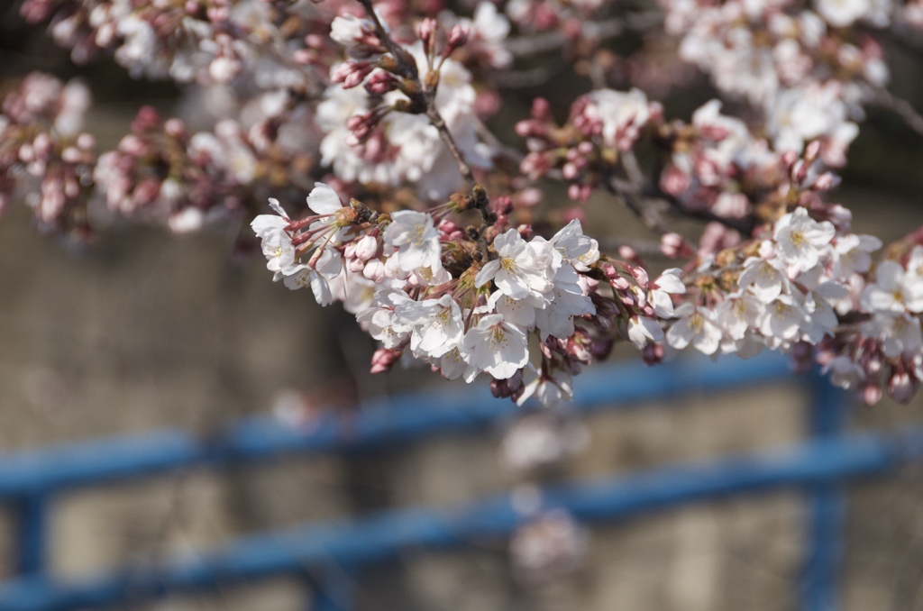 石神井川の桜