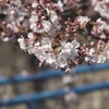 石神井川の桜