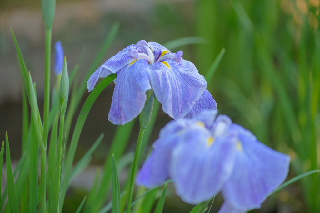 菖蒲の園１