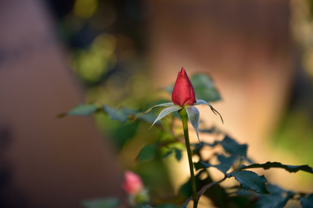 新春の公園の花々５
