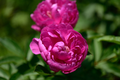 赤の芍薬２