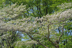 この時季に目立つ花２