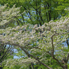 この時季に目立つ花２