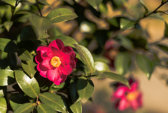 紅色山茶花