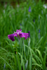 花菖蒲の眺め