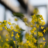 菜の花１