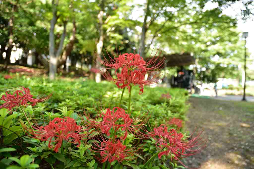 彼岸花盛りの千葉公園７