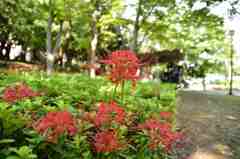彼岸花盛りの千葉公園７
