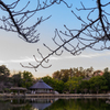 冬の池