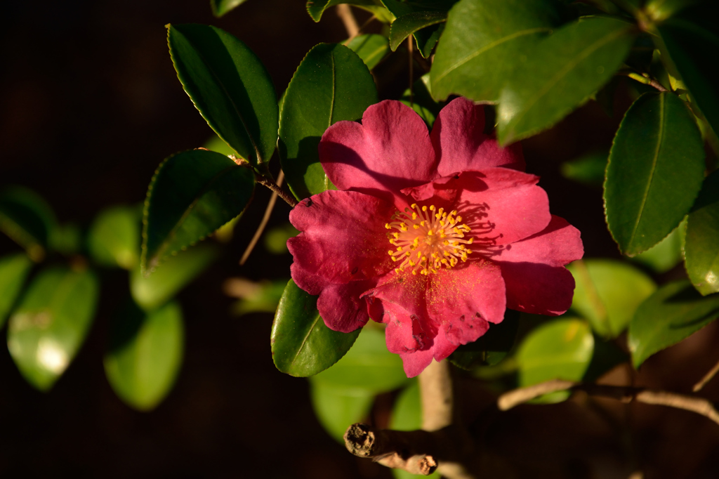 新春の公園の花々４