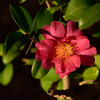 新春の公園の花々４