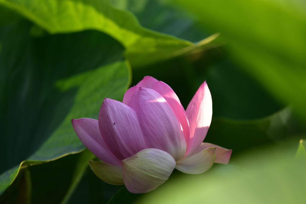 やっと開花１