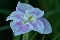 白紫の花菖蒲