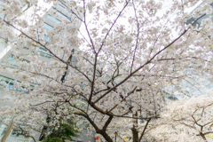 日本橋さくら通り５