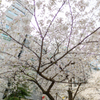 日本橋さくら通り５