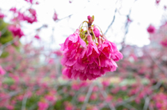 寒緋桜３