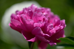 赤の芍薬１