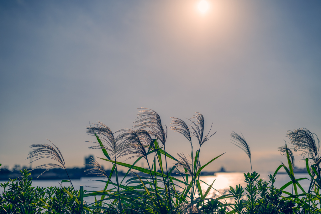 芒の海