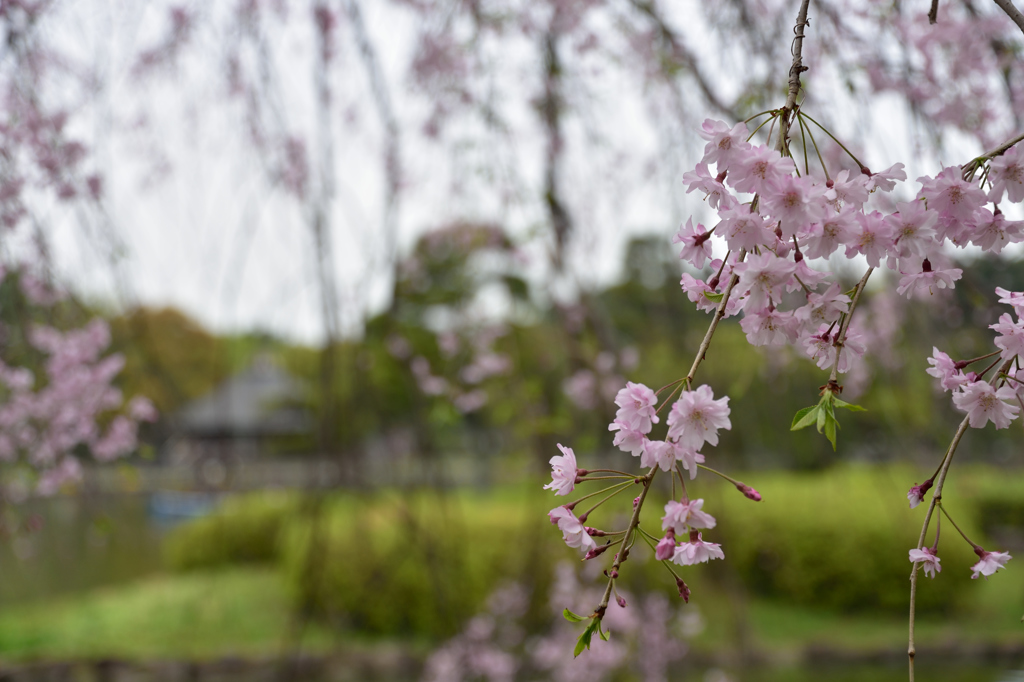葉桜の季節５