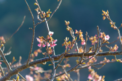 早く行き過ぎた河津桜まつり３