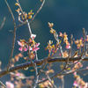 早く行き過ぎた河津桜まつり３
