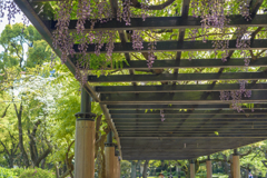 日比谷公園の藤４