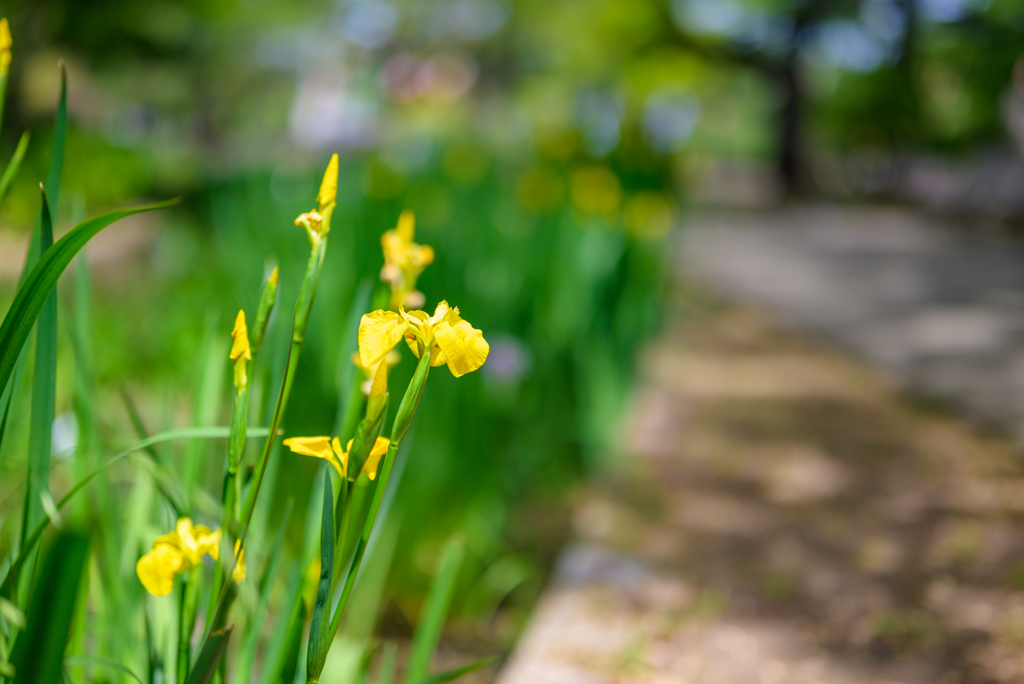 初夏に向かう公園４