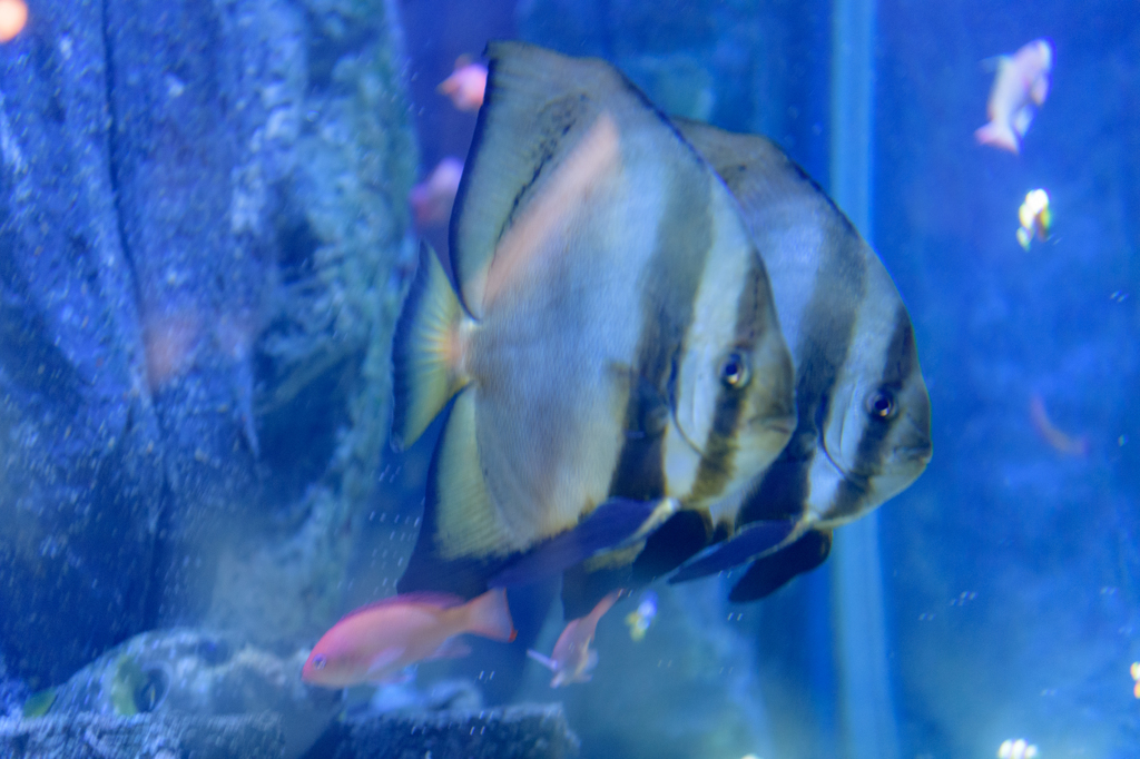 癒しの水族館１