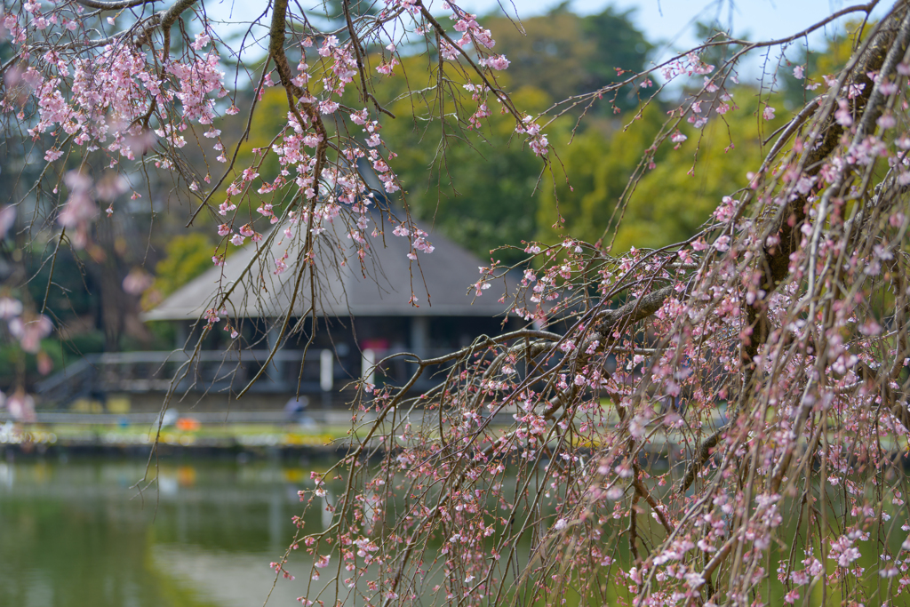 桜の開花進む千葉公園１