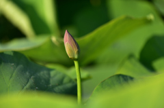 古代蓮の蕾２
