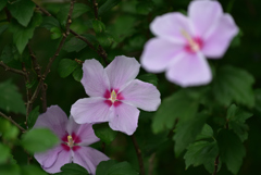 残暑の公園の花２