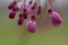 泉自然公園の桜４