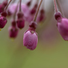 泉自然公園の桜４