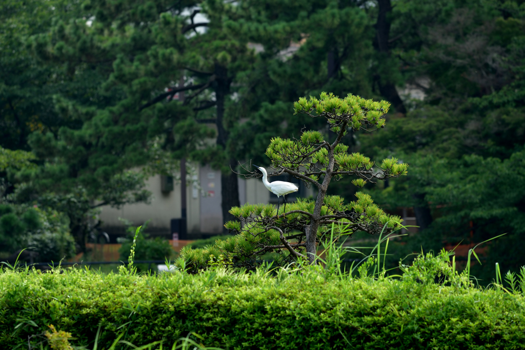 夏の千葉公園に健気に止まる鳥