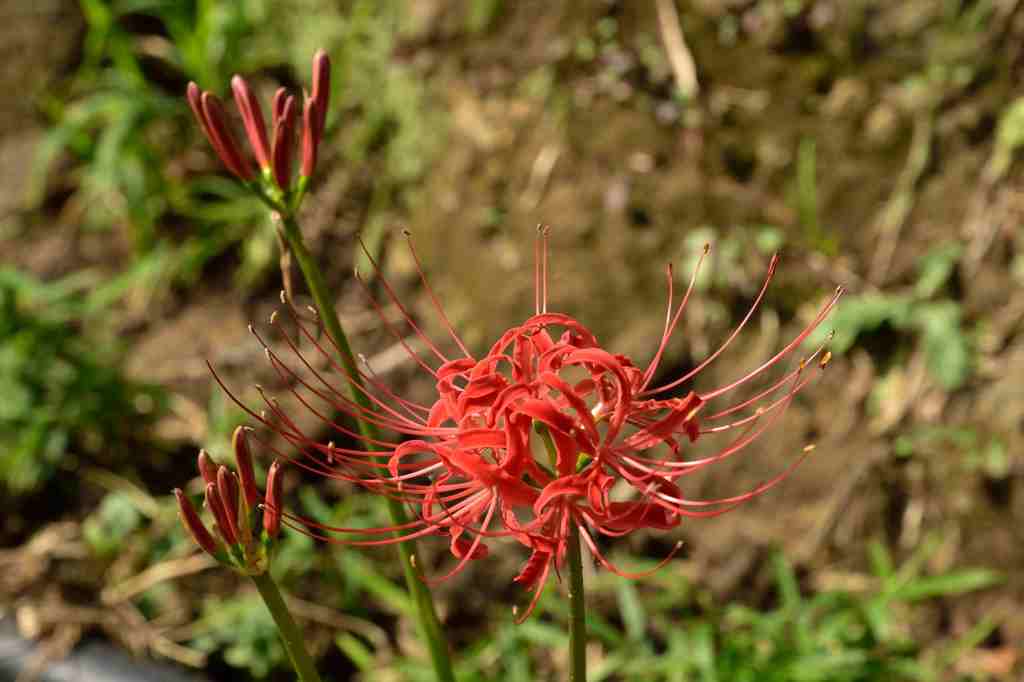 鋸山の曼珠沙華１