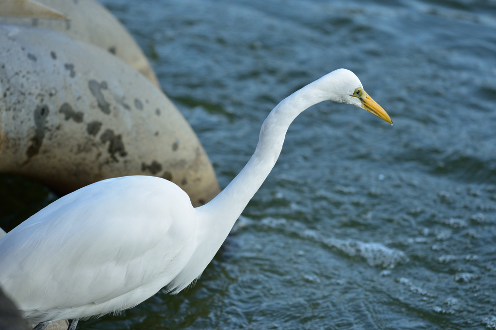 千葉公園の秋の鳥たち１