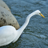 千葉公園の秋の鳥たち１