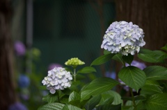 紫陽花いろいろ